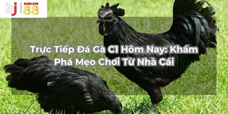 https://bj88.ceo/wp-content/uploads/2024/05/Truc-Tiep-Da-Ga-C1-Hom-Nay-Kham-Pha-Meo-Choi-Tu-Nha-Cai.jpg
